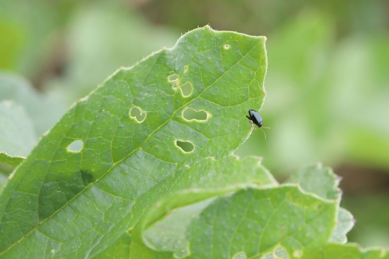 Pests Have Been Quietly Feasting All Season