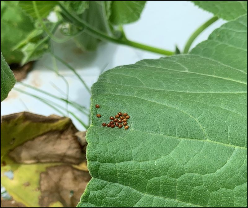 Pests Move In When The Weather Turns