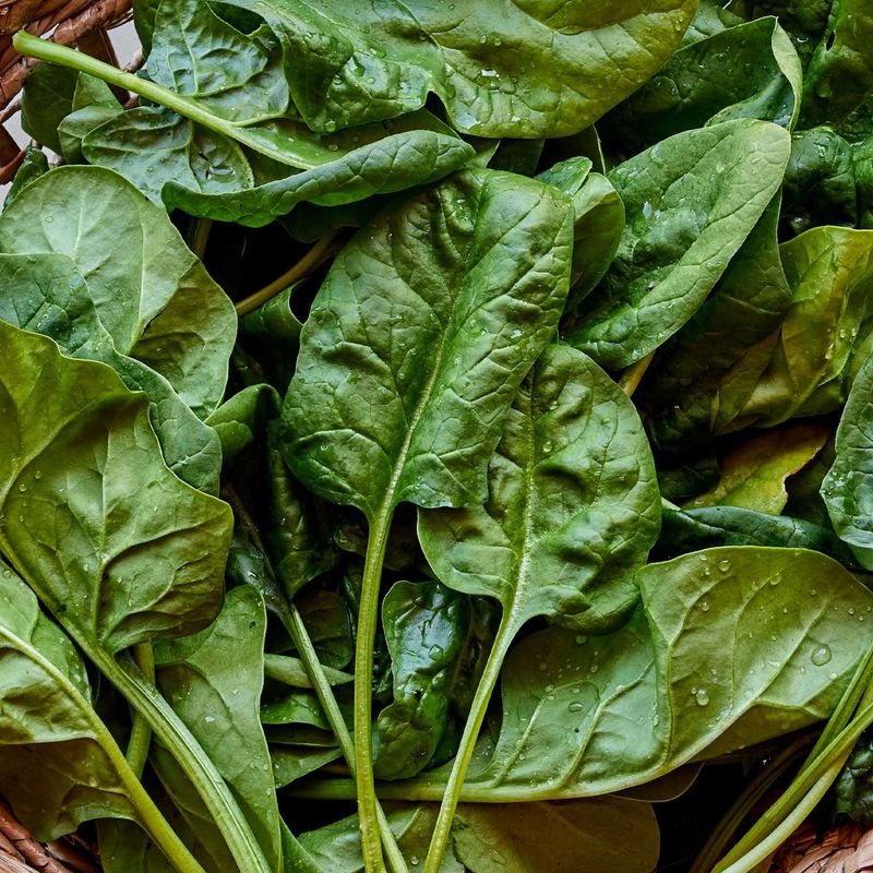 Pests Slow Down As Temperatures Drop