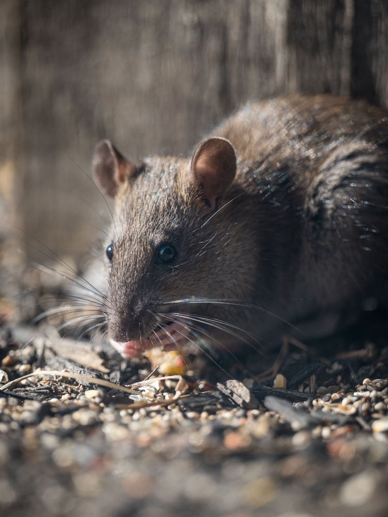 Pet Food And Bird Feeders Offer Easy Meals