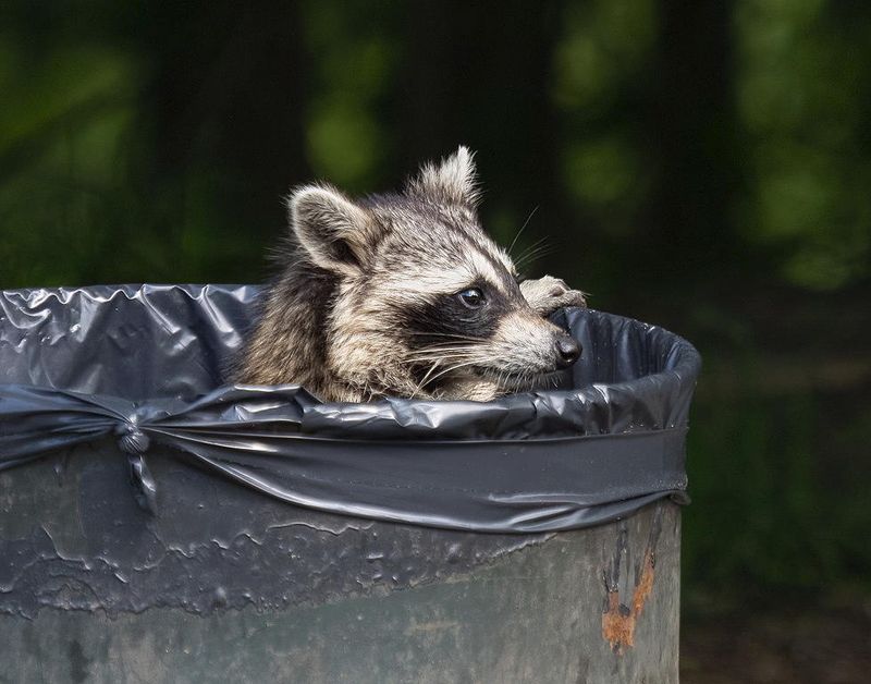 Pet Food And Trash Can Keep Them Coming Back Pet Food And Trash Can Keep Them Coming Back