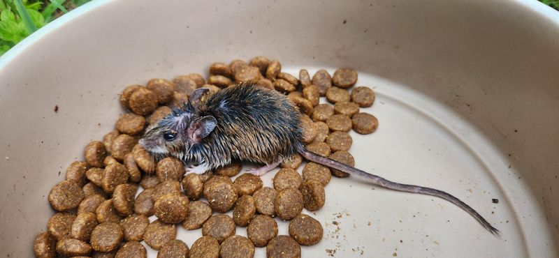 Pet Food Can Draw Rodents Closer