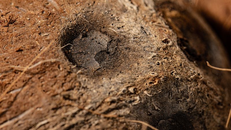 Pet Spots Burning Small Round Areas