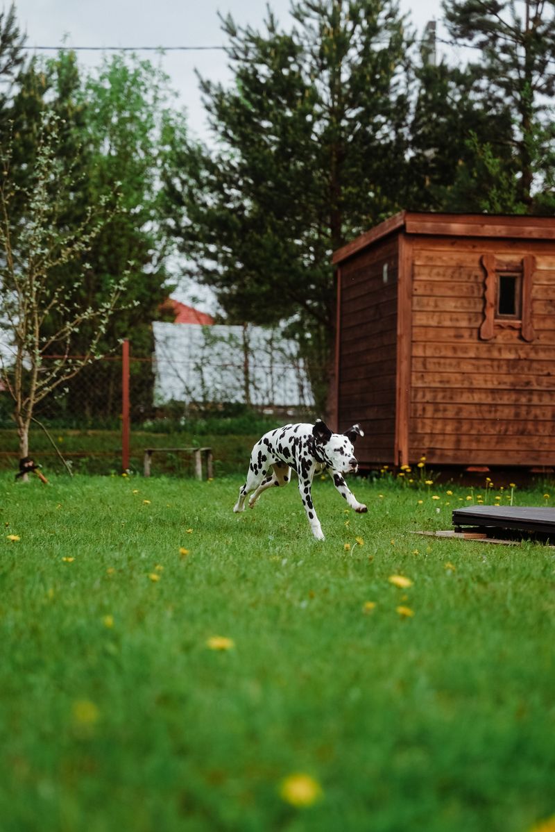 Pet Spots, Spills, And Other Innocent Mistakes