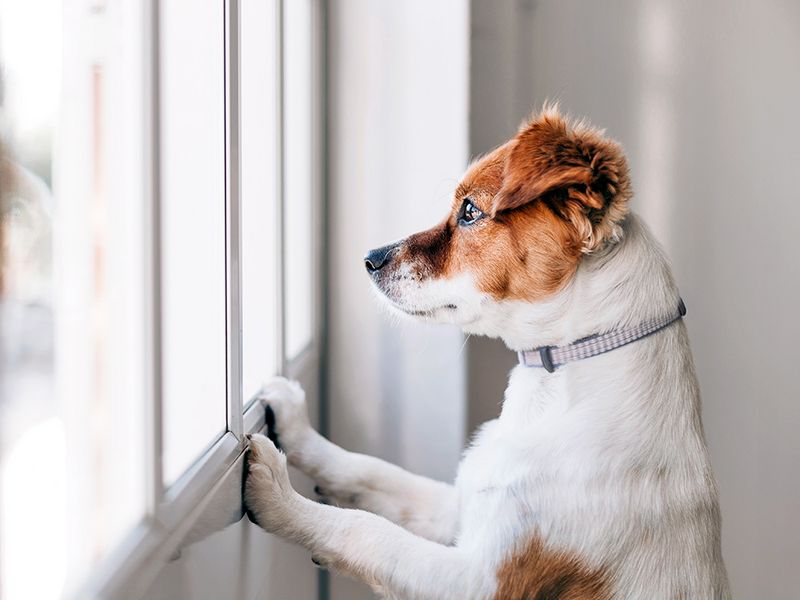 Pets Acting Nervous Or Curious Pets Acting Nervous Or Curious