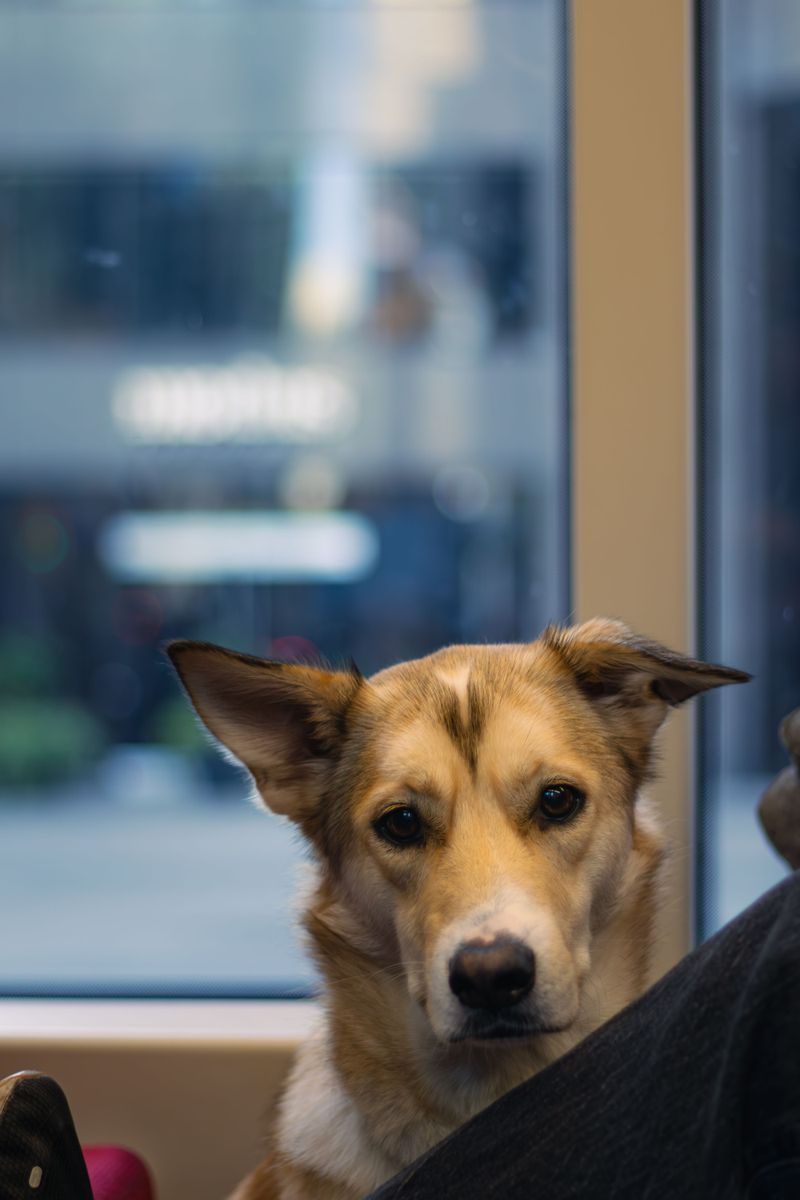 Pets Bring Uninvited Passengers Indoors Pets Bring Uninvited Passengers Indoors