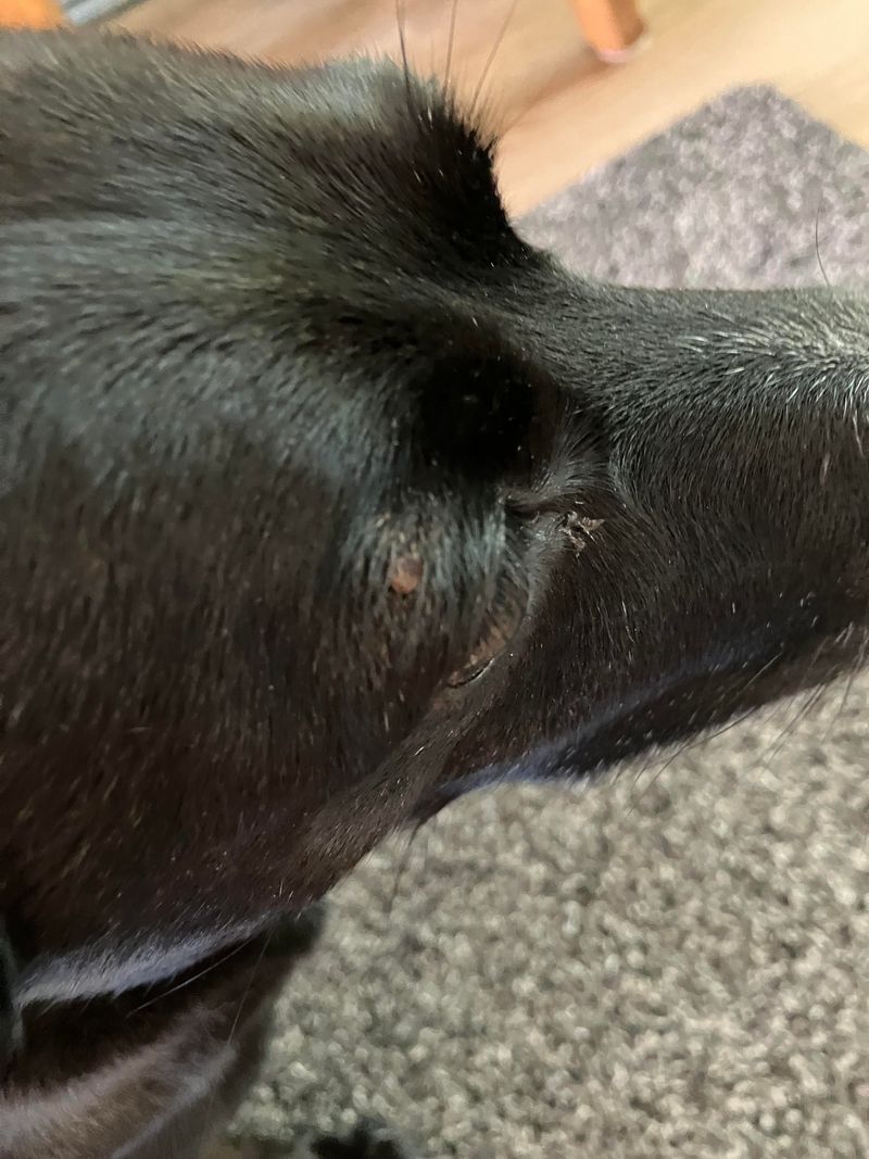 Pets Carrying Hitchhikers Back Inside