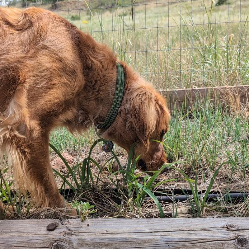 Pets That Suddenly Act Like Detectives