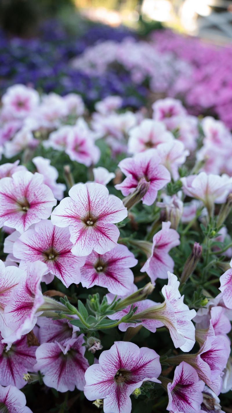 Petunias Are Naturally Sticky