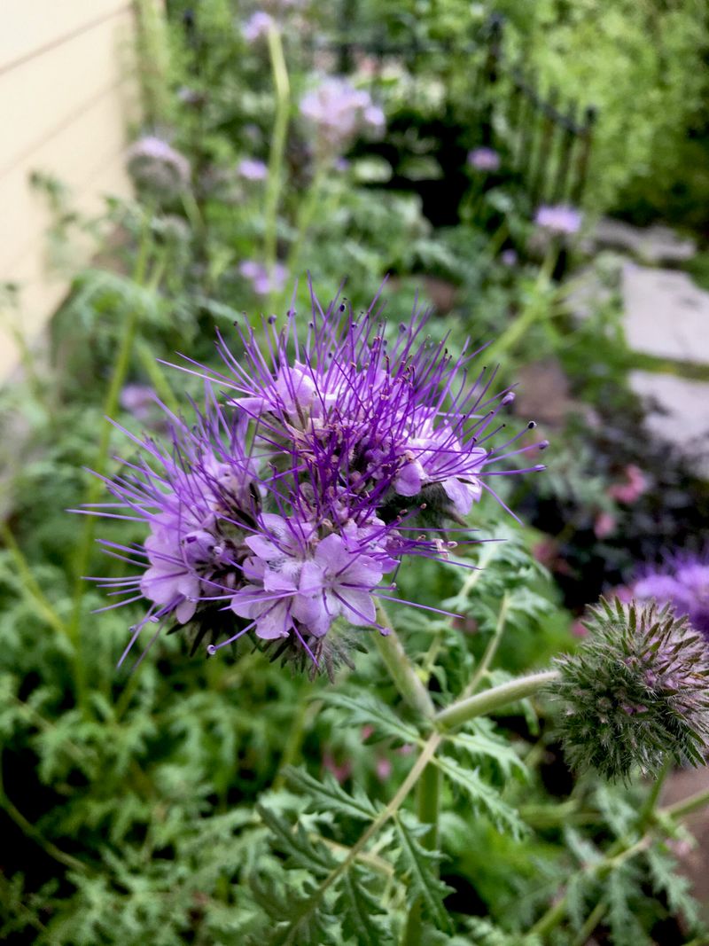 Phacelia Brings Pollinators While Protecting Bare Soil Phacelia Brings Pollinators While Protecting Bare Soil