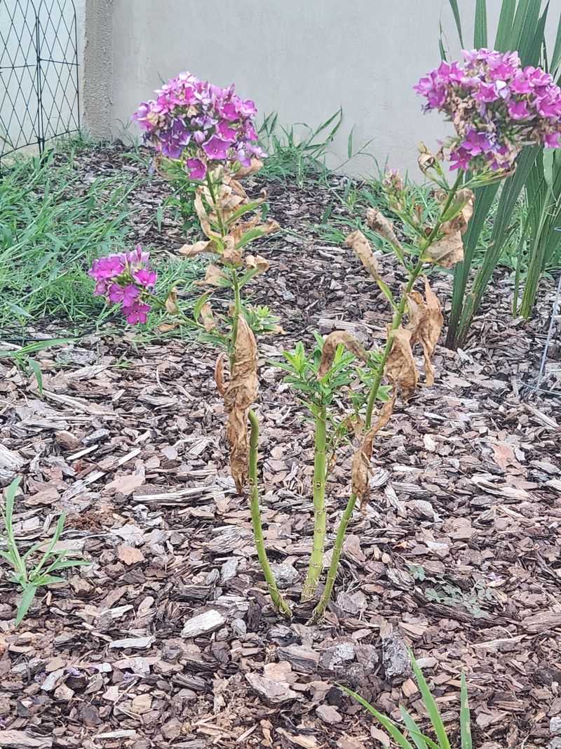 Phlox Benefits From Removing Mildew Prone Growth