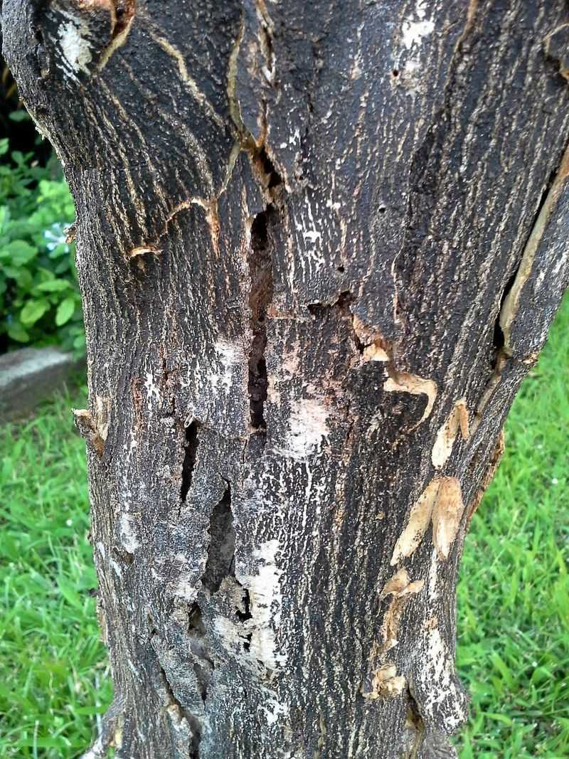 Phytophthora Thrives In Wet Soil