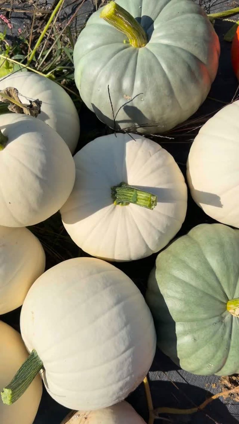 Pick A Pumpkin With A Sturdy Green Stem