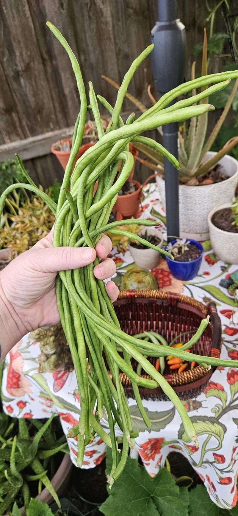 Pick Beans Off Wilting Vines Pick Beans Off Wilting Vines