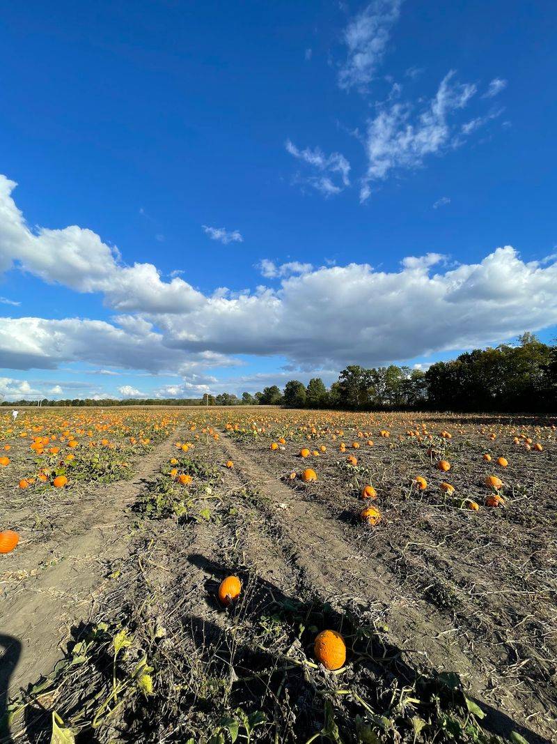 Pick From 15-Plus Acres Of Pumpkins At Lehner's Pumpkin Farm In Radnor Pick From 15-Plus Acres Of Pumpkins At Lehner's Pumpkin Farm In Radnor