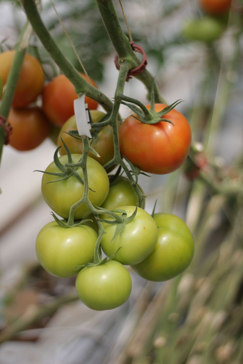 Pick Fruit At The Blush Stage