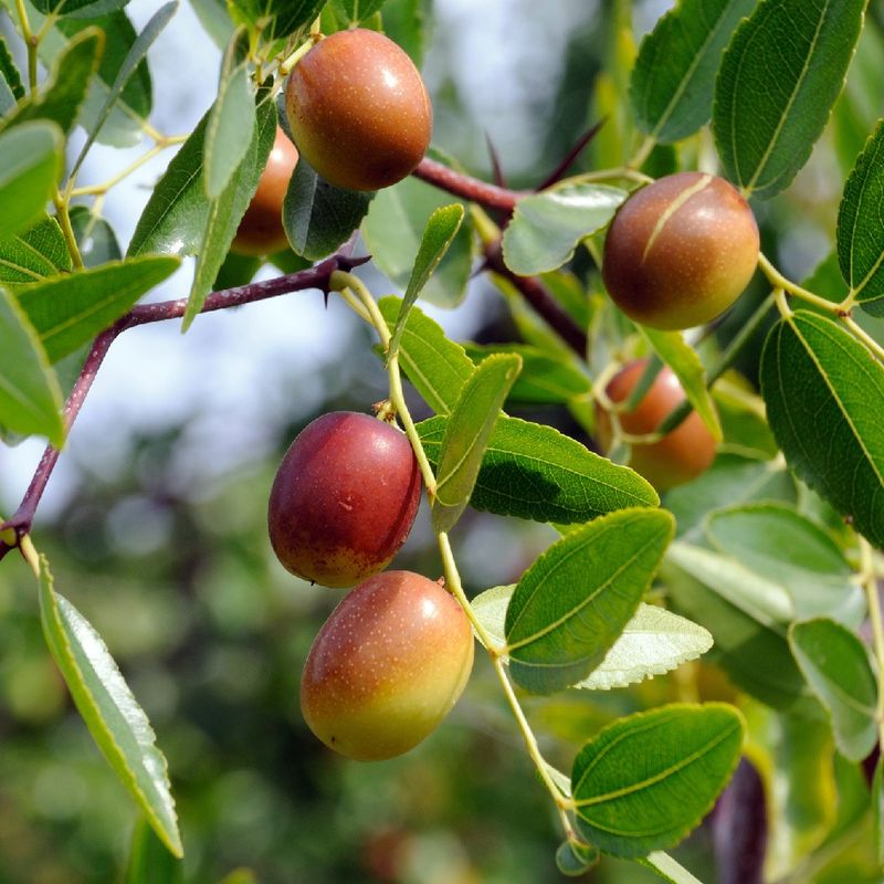 Pick Fruit Before Wind Knocks It Down Pick Fruit Before Wind Knocks It Down