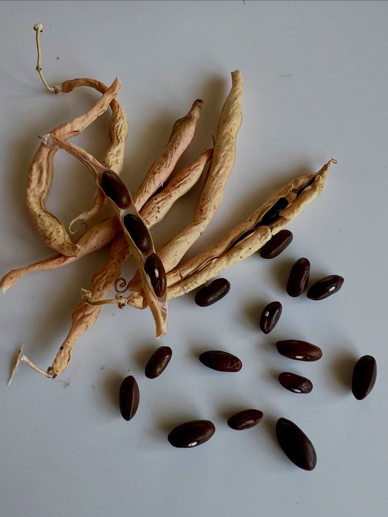 Pick Fully Mature Seed Pods First Pick Fully Mature Seed Pods First