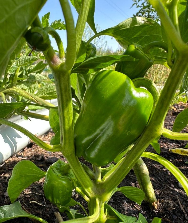 Pick Fully Sized Green Peppers Before Cold Nights Arrive