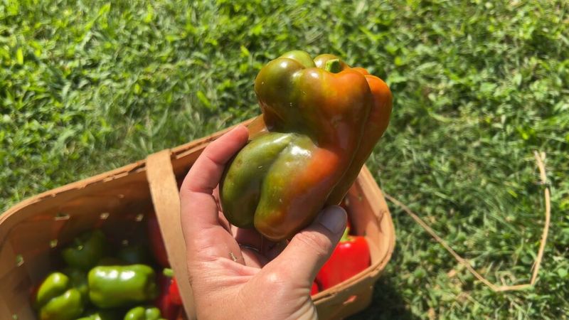 Pick Green Peppers Before Cold Damages Them Pick Green Peppers Before Cold Damages Them
