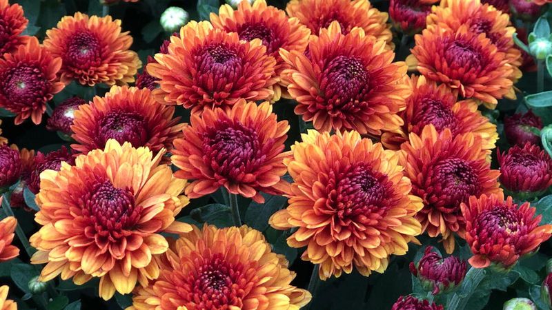 Pick Hardy Varieties For Ohio Gardens Pick Hardy Varieties For Ohio Gardens