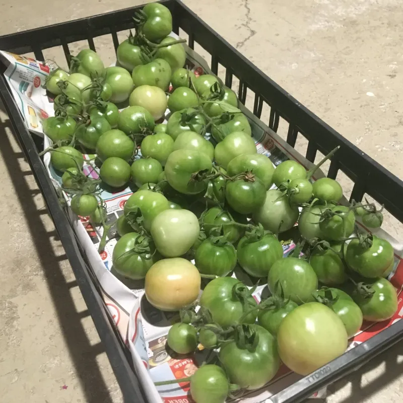 Pick Large Green Tomatoes Before Frost Pick Large Green Tomatoes Before Frost
