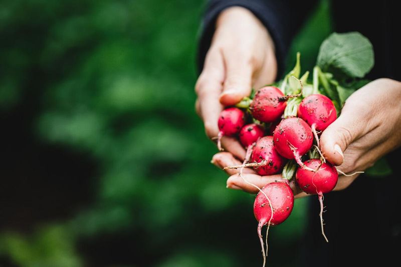 Pick Radishes For The Quickest Payoff