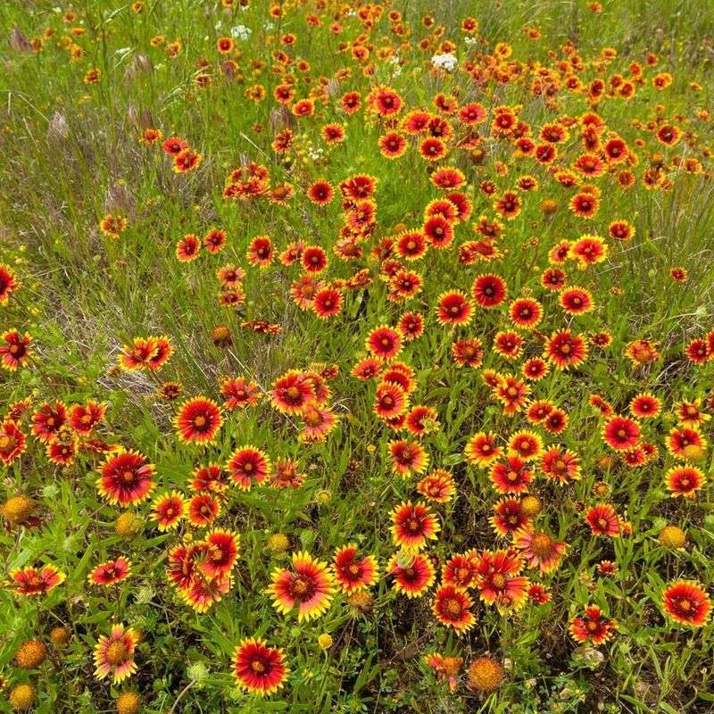 Pick The Best Spot For Indian Blanket