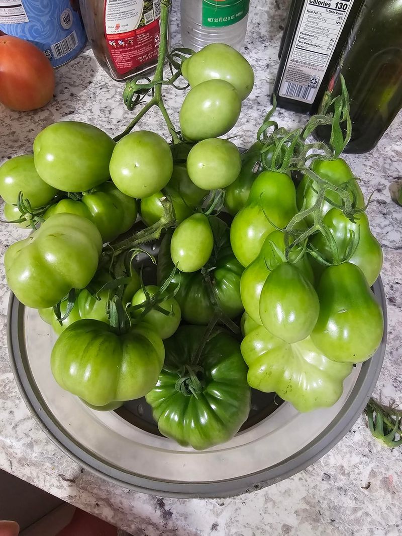 Pick The Mature Green Tomatoes Frost Could Ruin Pick The Mature Green Tomatoes Frost Could Ruin