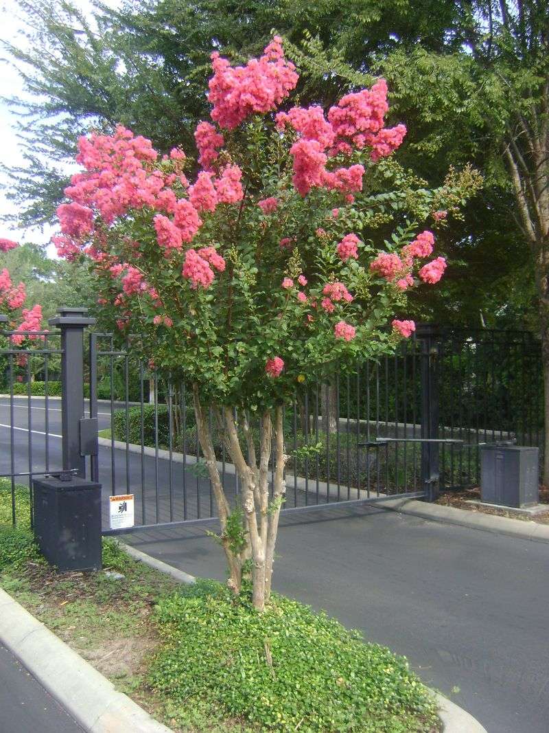 Pick The Right Crape Myrtle Size Before Planting Pick The Right Crape Myrtle Size Before Planting