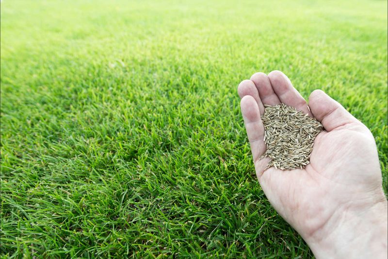 Pick The Right Fescue Seed For Your Yard Pick The Right Fescue Seed For Your Yard