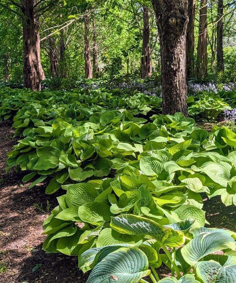 Pick The Right Shady Spot