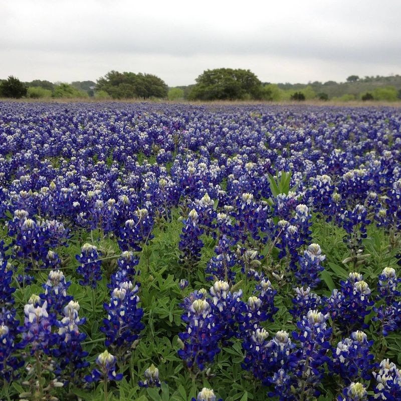 Pick The Right Spot For Bluebonnets