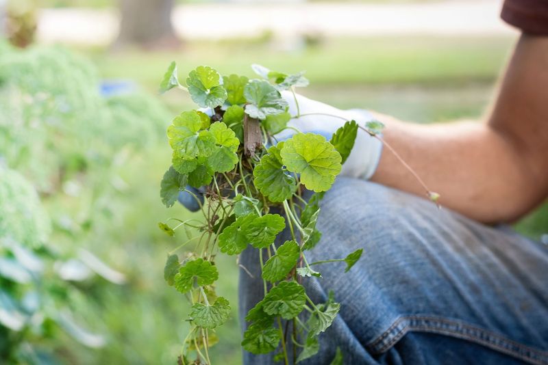 Pick The Right Weed Control Products Pick The Right Weed Control Products
