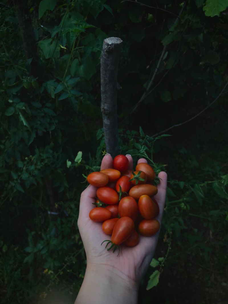 Pick The Tender Crops While Nights Are Still Kind