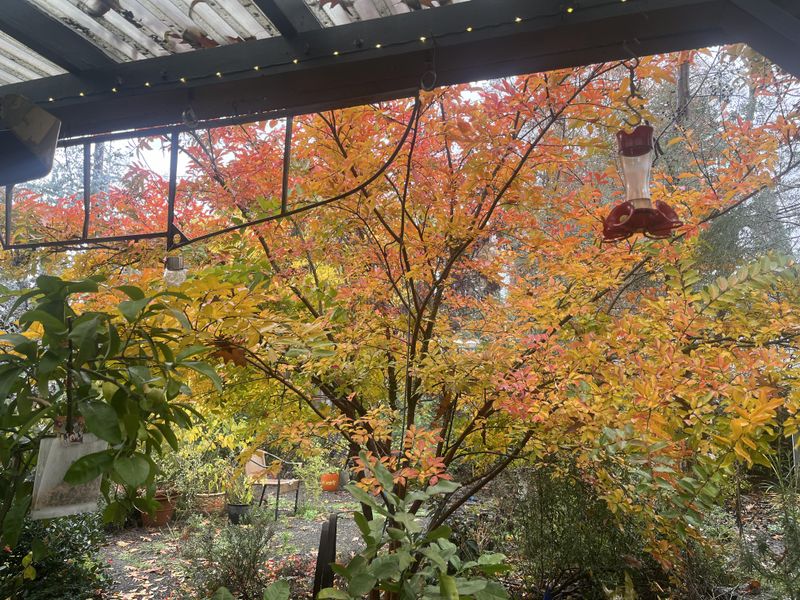 Pick Trees That Thrive In Oregon's Climate