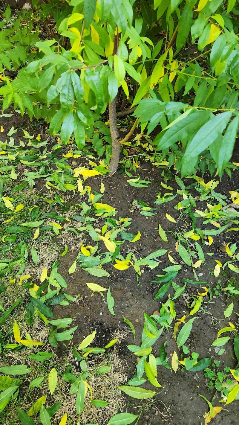 Pick Up Leaves Around Fruit Trees