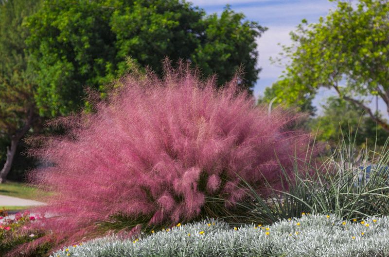 Pick Up Muhly Grass Before Its Pink Plumes Take Center Stage Pick Up Muhly Grass Before Its Pink Plumes Take Center Stage