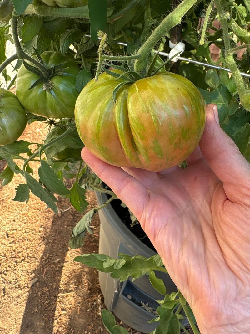 Picking At The Wrong Time Can Keep Tomatoes Green Longer