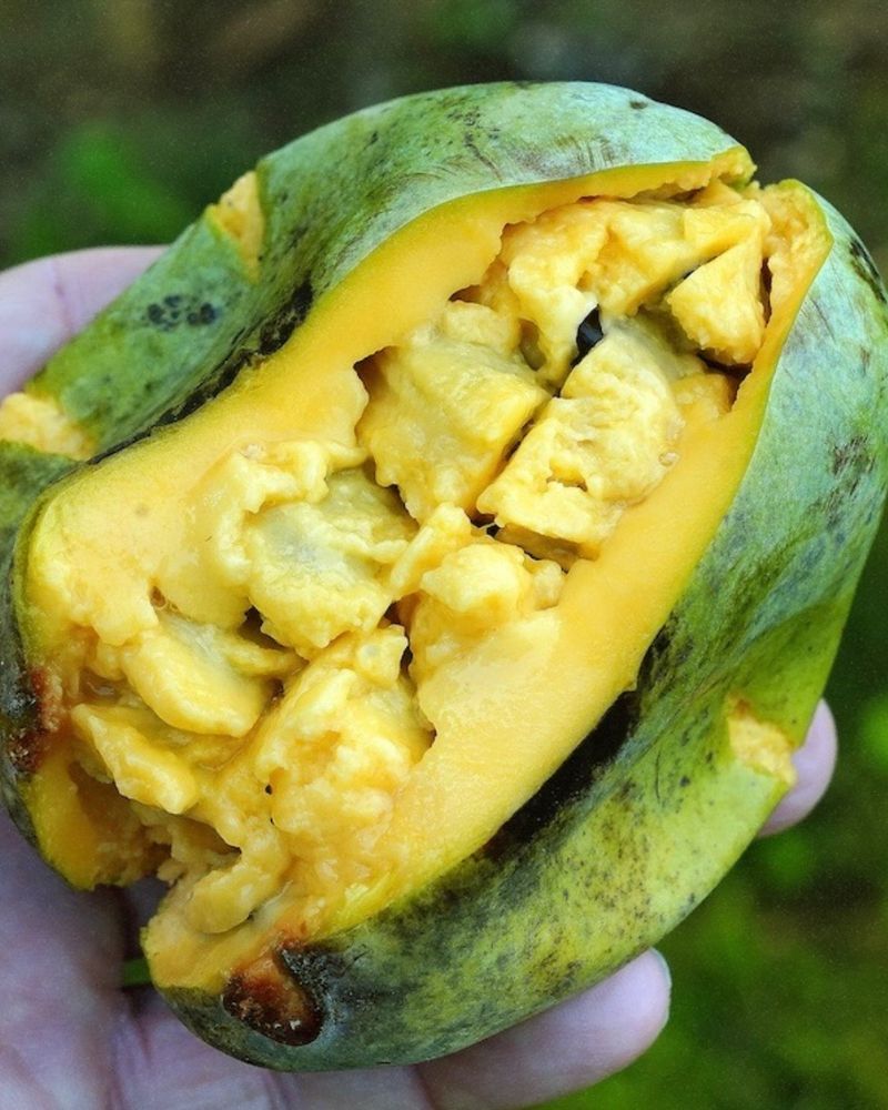 Picking It Too Green Ruins The Flavor