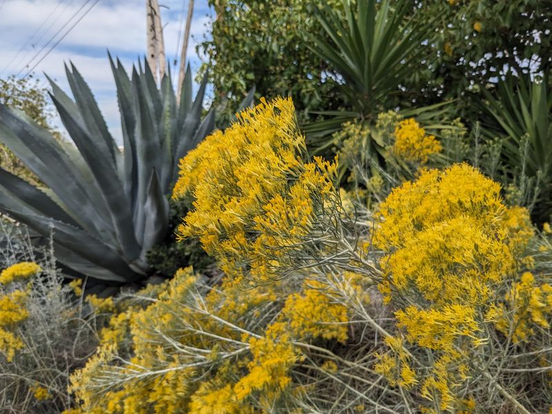 Picking The Right Spot In Your Yard