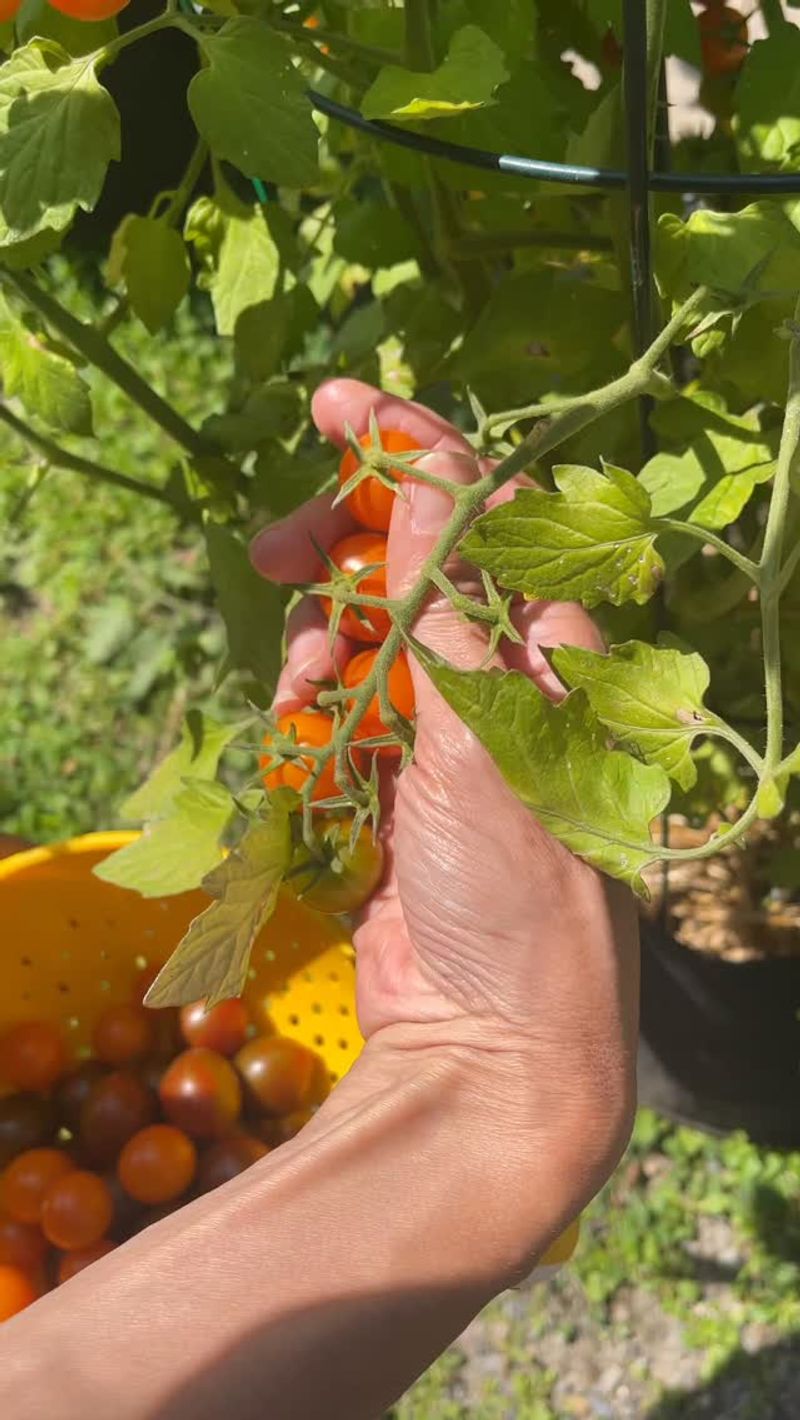 Picking Tomatoes A Little Earlier Than Usual Picking Tomatoes A Little Earlier Than Usual