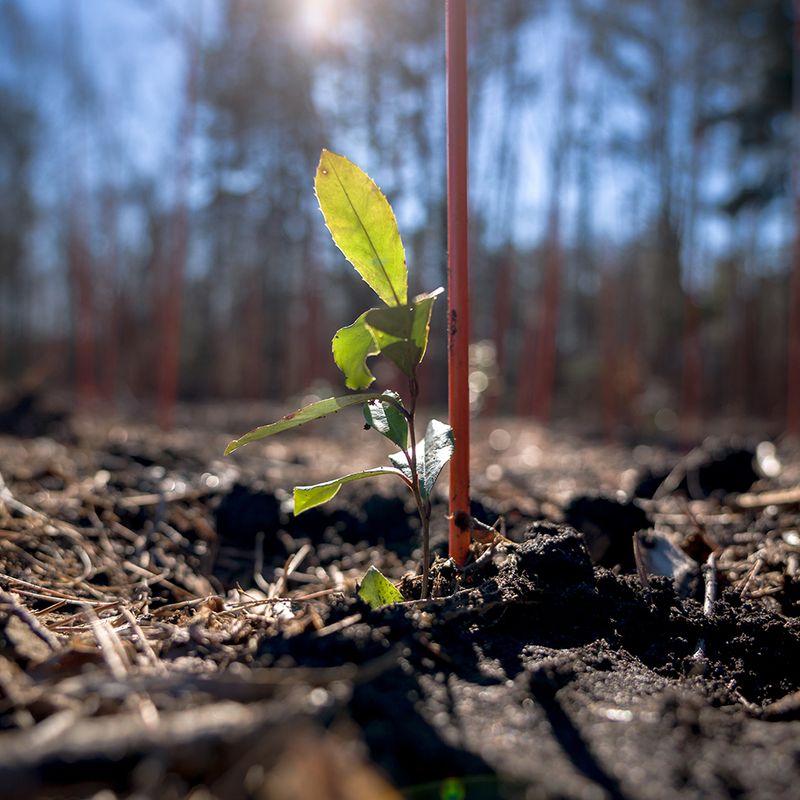 Picture The Full-Grown Tree Before Saving That Tiny Seedling
