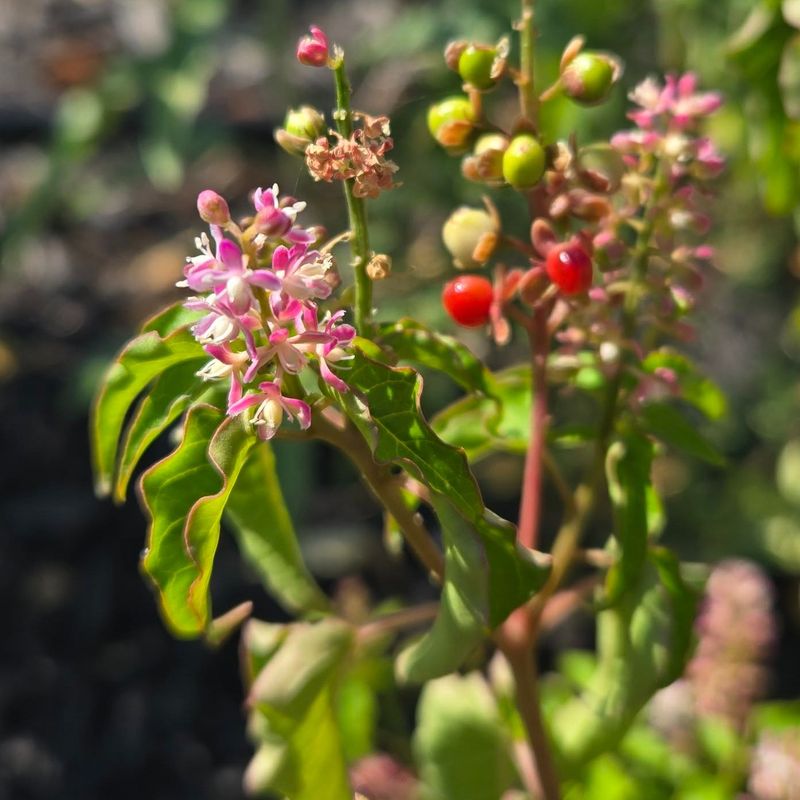 Pigeonberry (Rivina Humilis) Pigeonberry (Rivina Humilis)