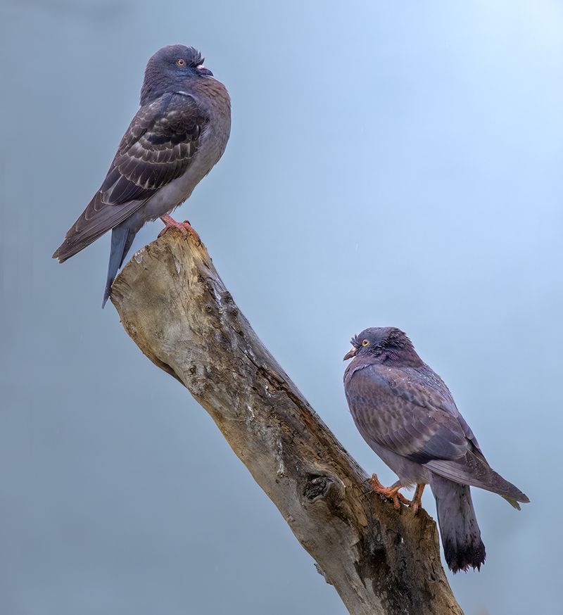 Pigeons and Doves Make Likely Targets