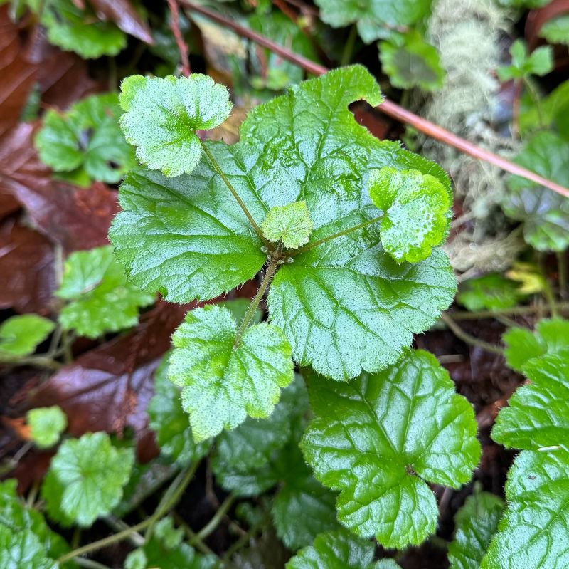 Piggyback Plant Spreads In A Controlled Way