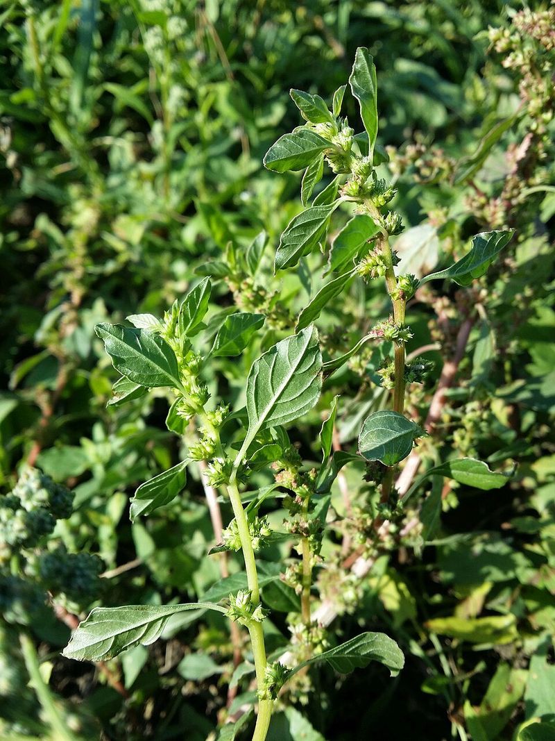 Pigweed Pumps Out Seeds Fast Pigweed Pumps Out Seeds Fast