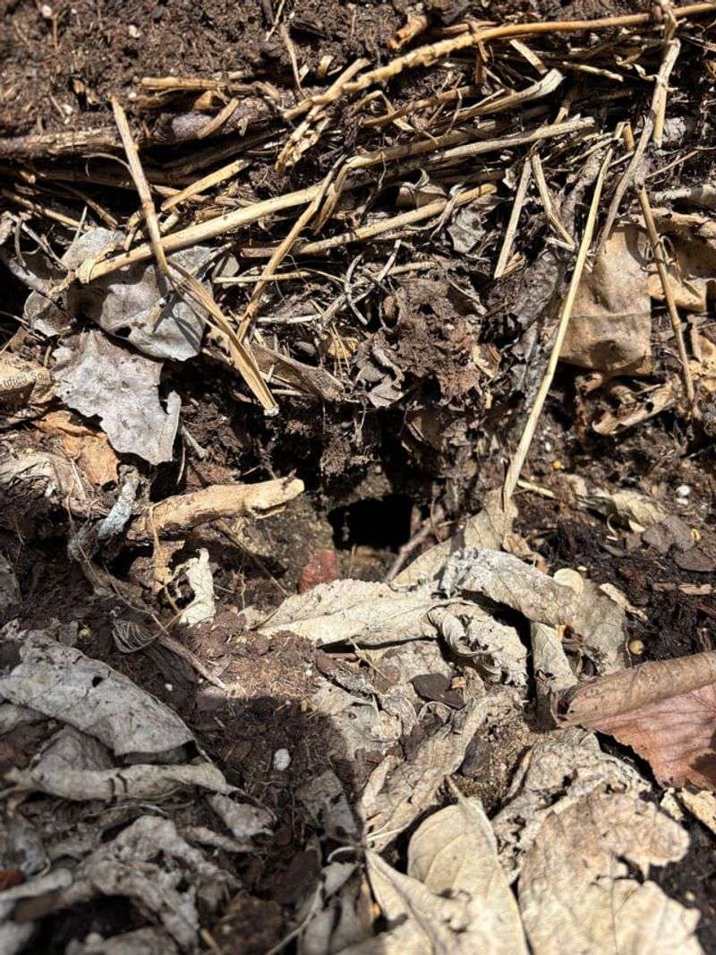 Piles Of Leaves And Debris Make Cozy Homes Piles Of Leaves And Debris Make Cozy Homes