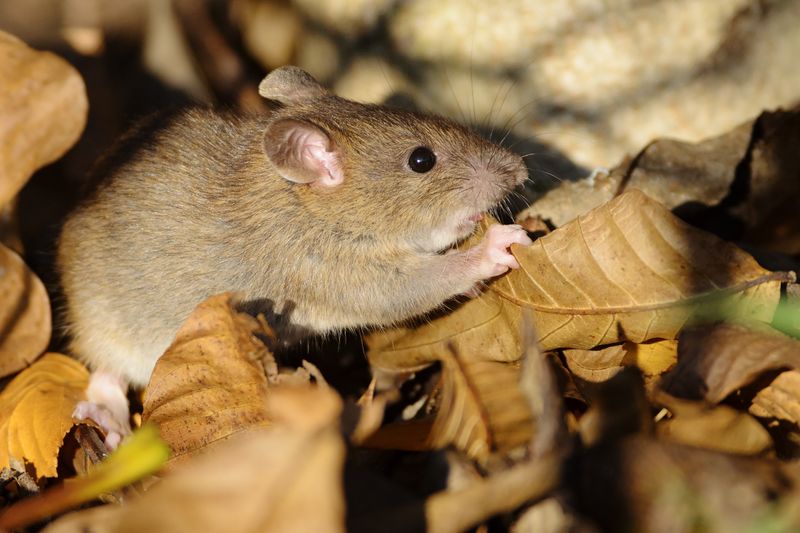 Piles Of Leaves And Yard Debris Create Perfect Hideouts
