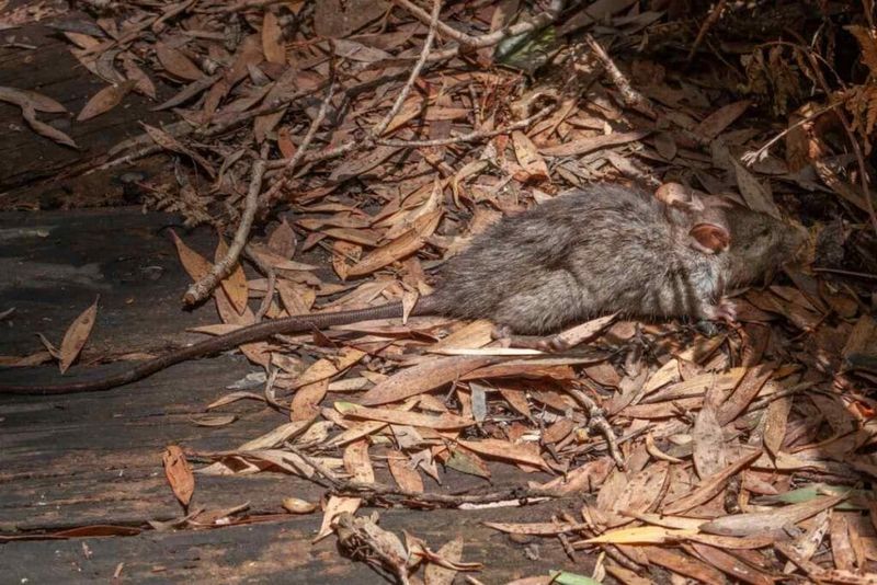 Piles Of Leaves Give Rats A Ready-Made Shelter Piles Of Leaves Give Rats A Ready-Made Shelter